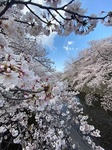 20200413sakura-1.jpg